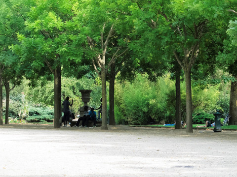 公園 樹林