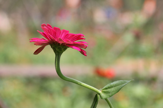 花卉