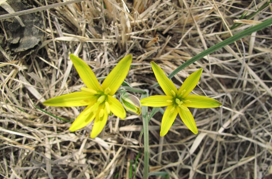 少花顶冰花