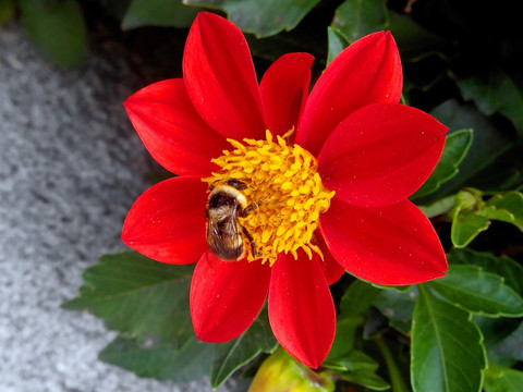 熊猫蜜蜂与红色大丽花