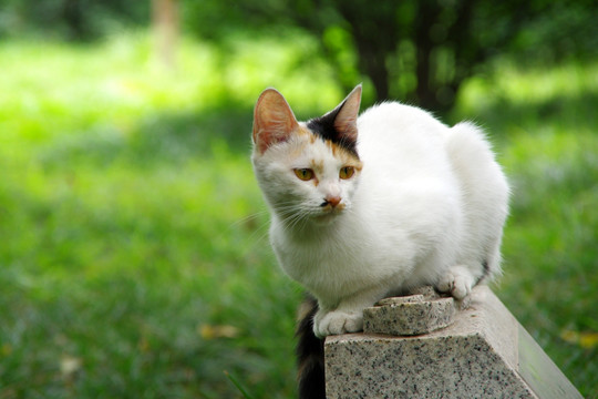 一只白色的花猫 一只白色的猫咪