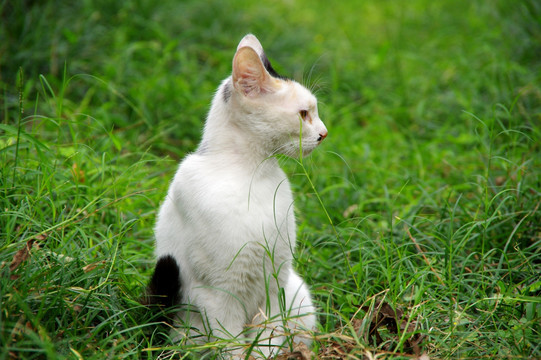 一只花猫 白色的猫咪