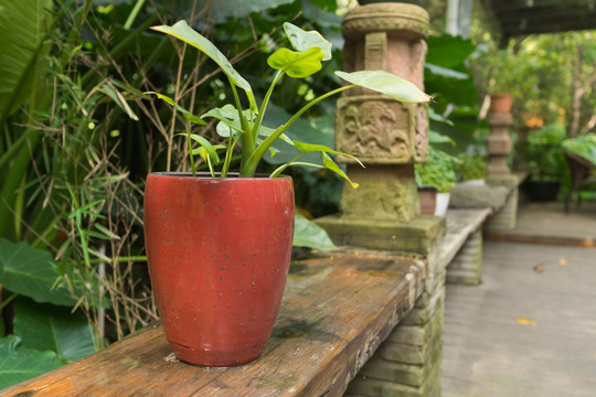 红色陶瓷花盆植物