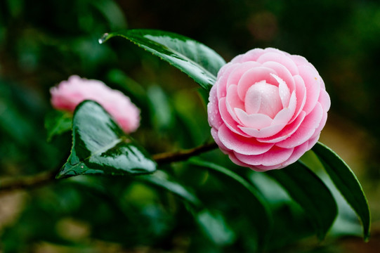 茶花 粉十八学士