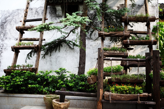 植物景观 植物 绿叶 枯枝