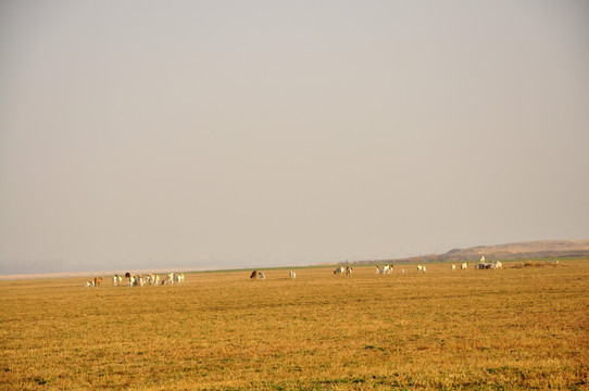 黄河风景