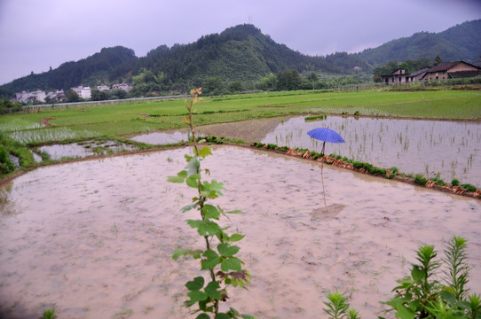 水田稻田水稻禾苗秧田