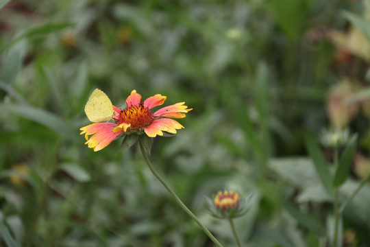 花卉