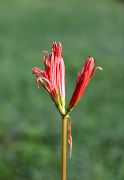 曼珠沙华 花苞