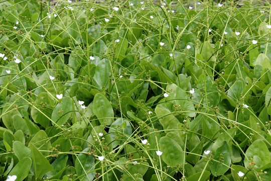 水生植物