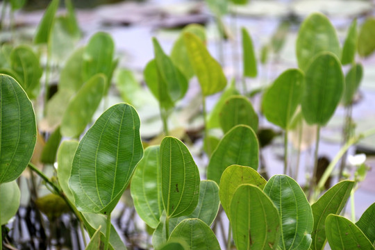 水生植物