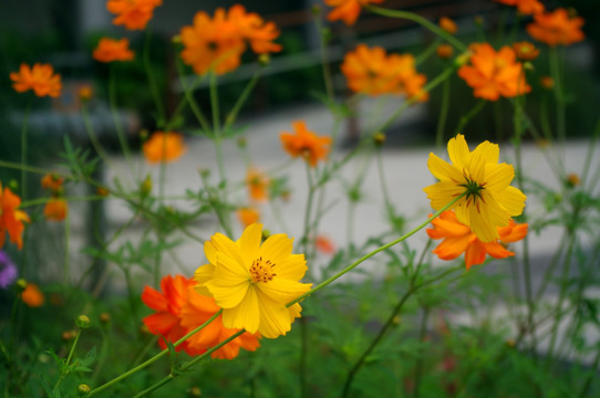 小野菊 高清花卉摄影 小花