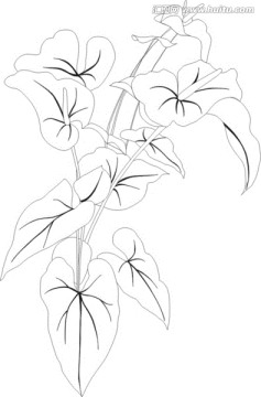 矢量花卉紅掌閉合可編輯CDR