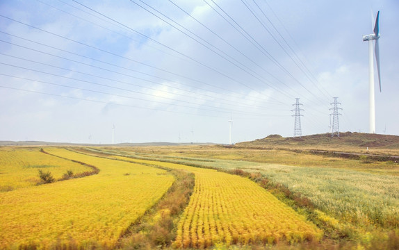 田野