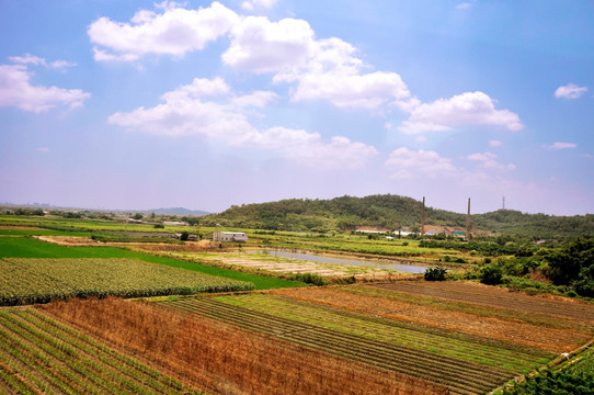 希望的田野