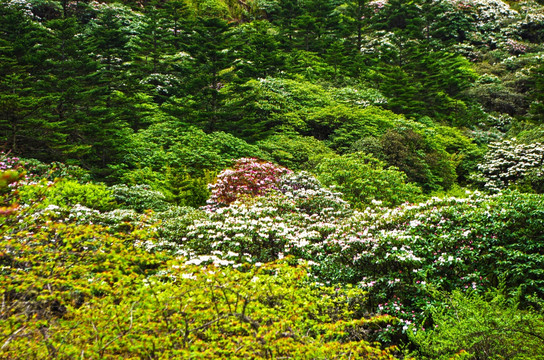 高山杜鹃