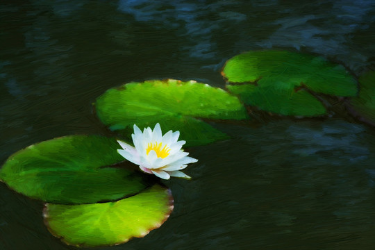 荷花 油画