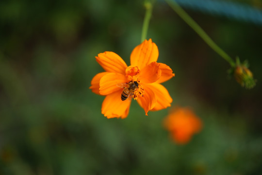 蜜蜂采蜜忙