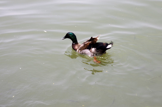 鸭鱼同游湖水清