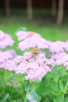 蝶恋花