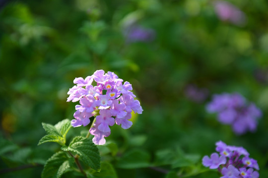 花朵摄影