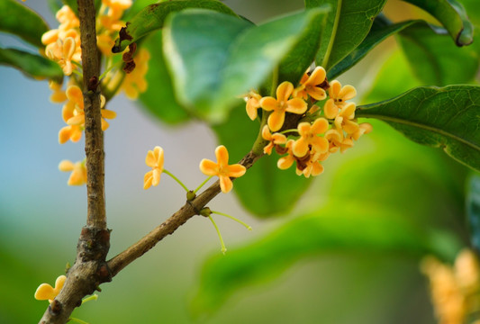 桂花丹桂花枝