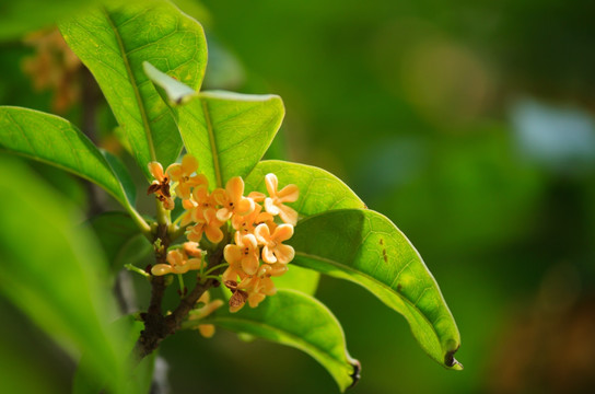 桂花花枝