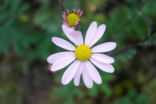 雏菊 小雏菊