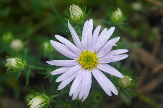 小雏菊 雏菊