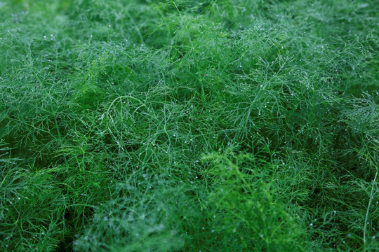 绿色植物背景