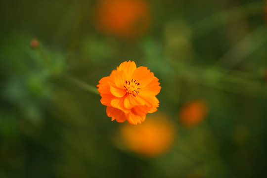 野菊花