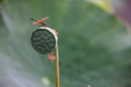 莲蓬上的红蜻蜓