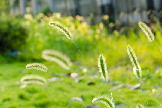 狗尾巴草