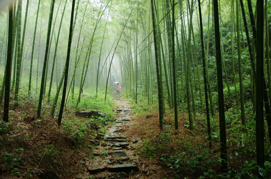 竹林 竹海雨后