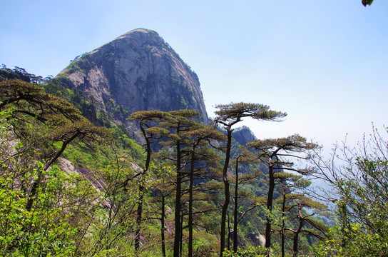 西黄山迎客松