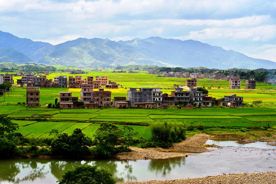 稻田风景