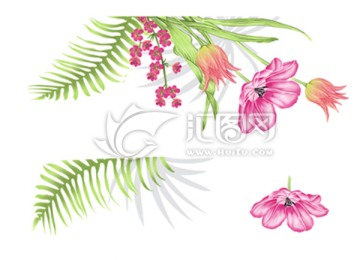 碗花