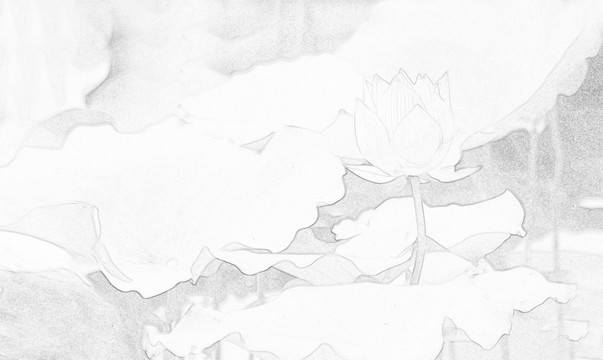 素描 荷花 荷韻 無(wú)框畫(huà)
