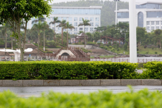 雨中风景 城市道路绿化带