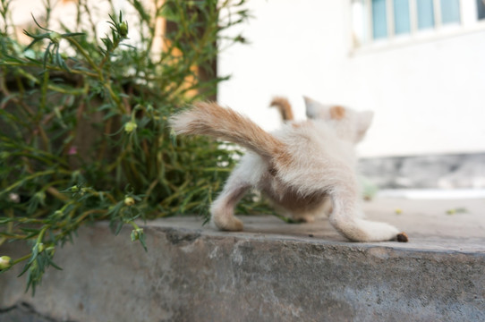 小猫 屁股