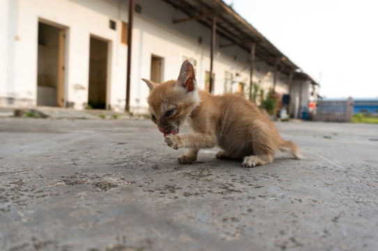 小猫舔爪 清洁