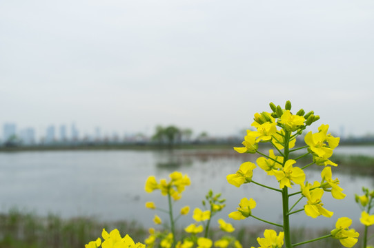 油菜花特寫(xiě)