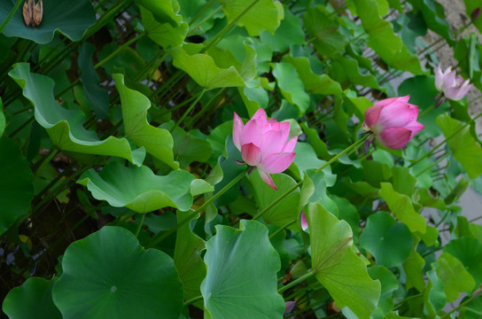 夏日荷花