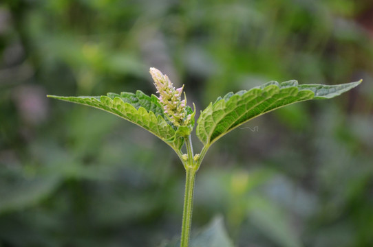 荷花素材