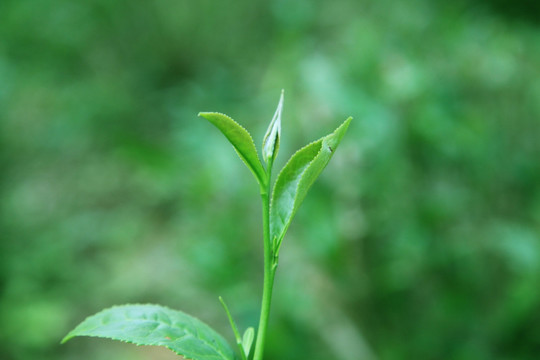 茶叶