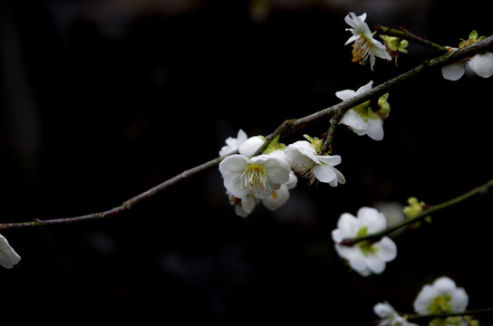 梅花 白梅花