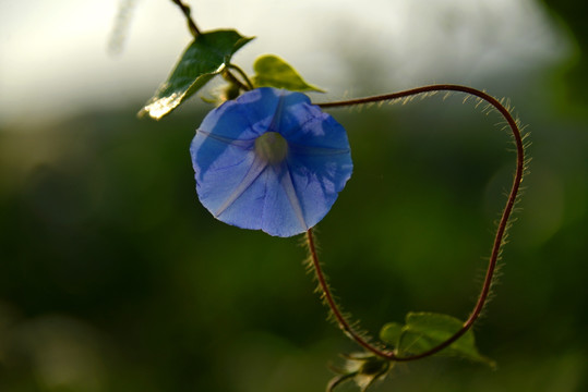 牵牛花