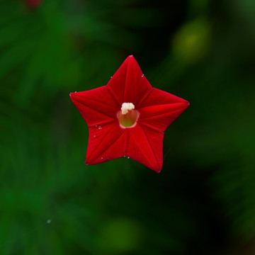 五角星花 狮子草