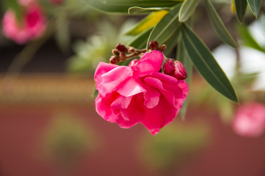 沈阳故宫鲜花绽放