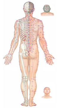 人体全息经络图